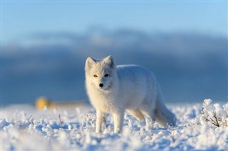 svalbard