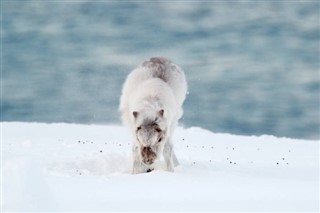 svalbard