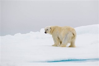 svalbard