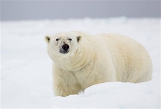 svalbard