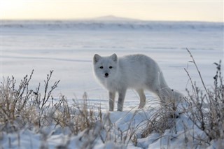 svalbard