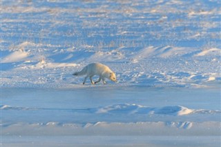 svalbard