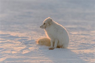 Svalbard