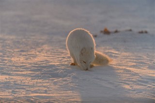 Svalbard