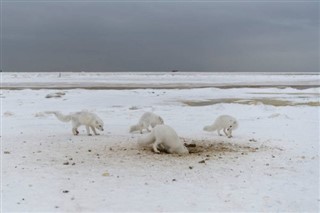 スバールバル諸島