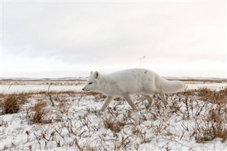 svalbard