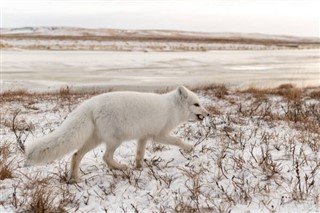 Svalbard