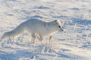 svalbard