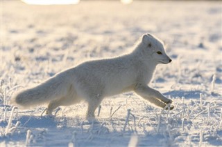 svalbard