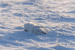 svalbard