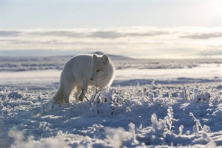 Svalbard