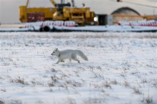 Svalbard