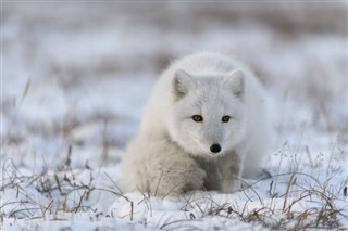 Svalbard