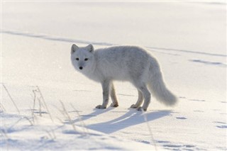 Свалбард