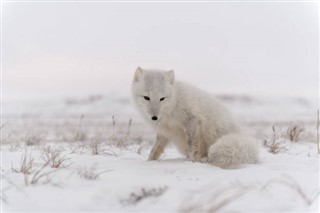 Svalbard