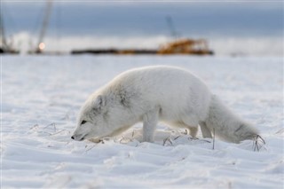 svalbard