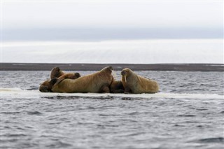 svalbard