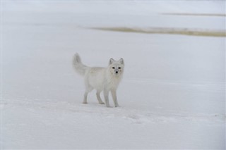 斯瓦爾巴特群島