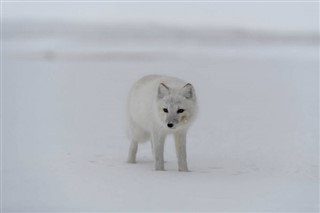 Свалбард