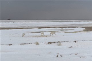 Шпіцберген