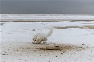 斯瓦爾巴特群島