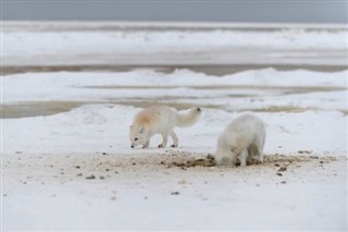 スバールバル諸島