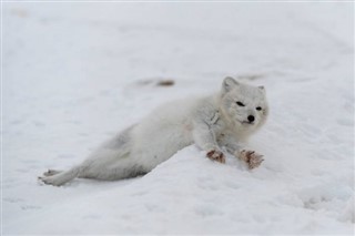 Свалбард