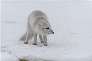 svalbard