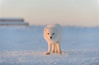 svalbard