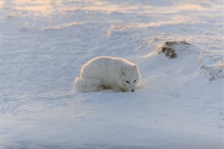 Svalbard