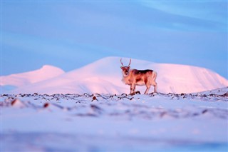 Svalbard