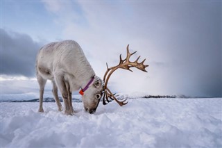 svalbard