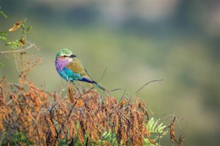 সোয়াজিল্যান্ড