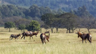 Suazilândia