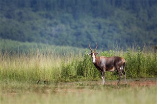 সোয়াজিল্যান্ড