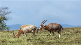 Свазиленд