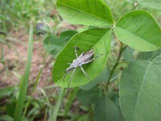 সোয়াজিল্যান্ড