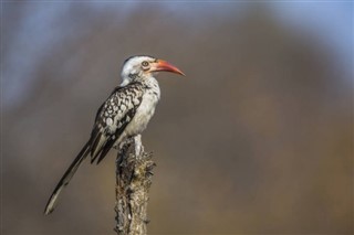 Suazilândia