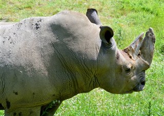 スワジランド