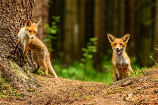 スウェーデン