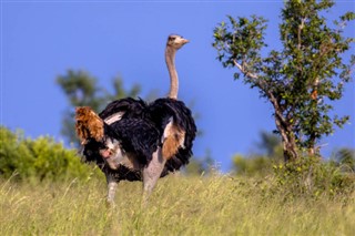 Tanzanija