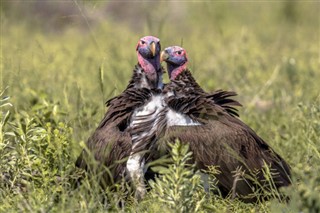 Tanzania