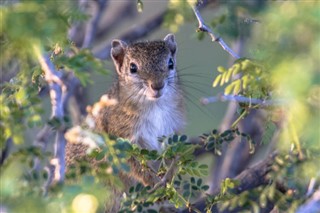 Tanzania