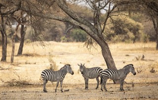 Tanzanie