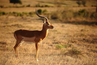 তাঞ্জানিয়া