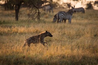 Tanzanija