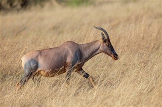 Tanzanie