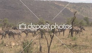 Tanzanie