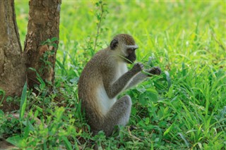 তাঞ্জানিয়া