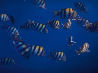 トケラウ諸島